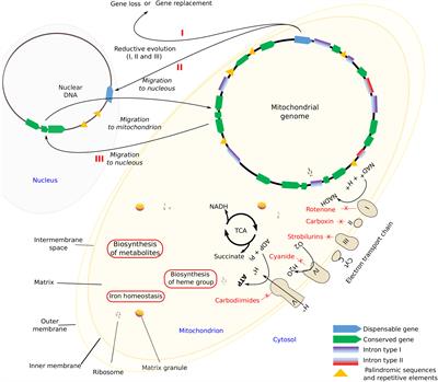 Fungal Mitogenomes: Relevant Features to Planning Plant Disease Management